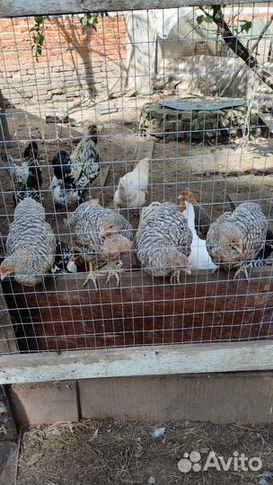 Петушки породные