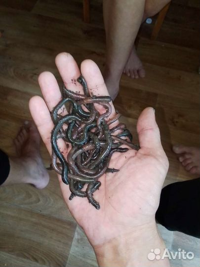 Вкусный зеленый червь) Свежий и Очень Активный