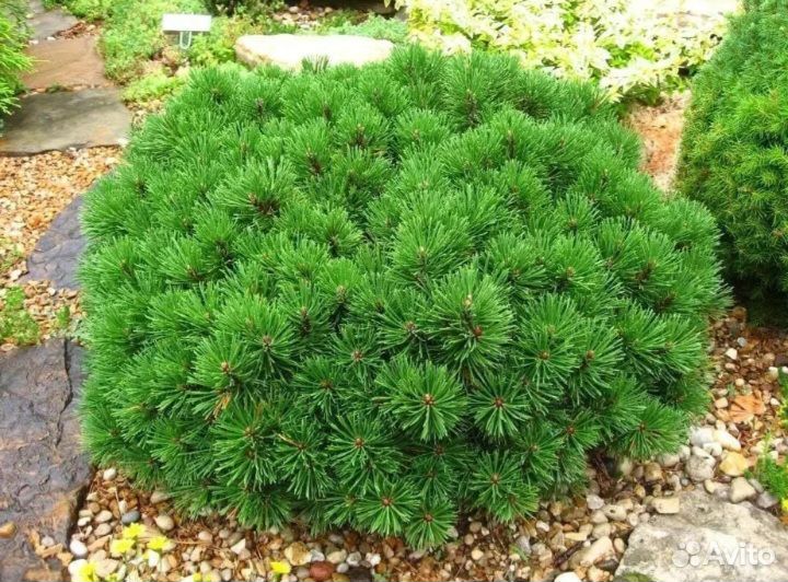 Сосна горная