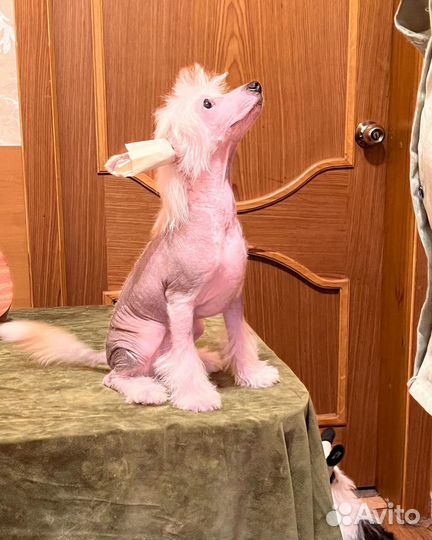 Китайская хохлатая голая. Мальчик