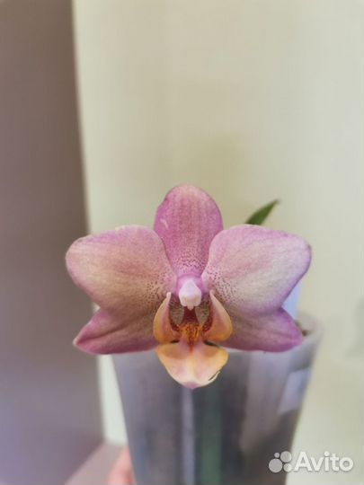 Орхидея фаленопсис Легато