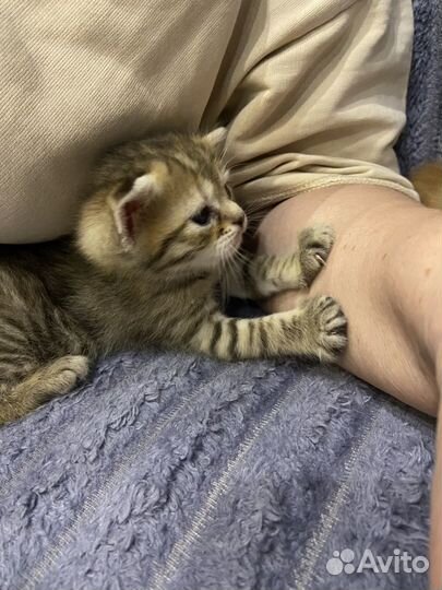 Шотландские котята