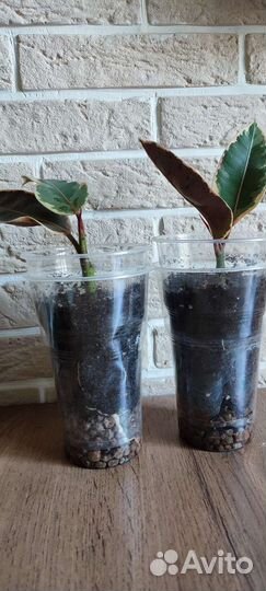 Фикус эластика тинеке