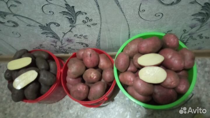 Картошка на еду и на семена