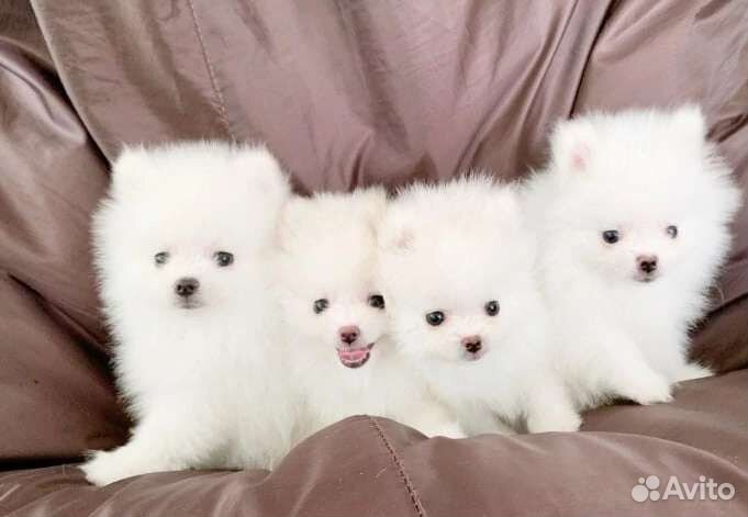 Щенки померанского шпица