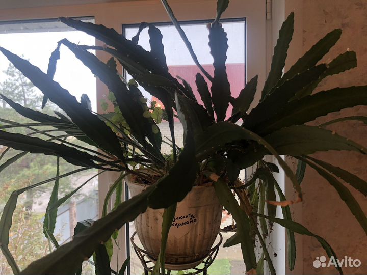 Дизокактус Аккермана (Декабрист), плюс Цимбалярия