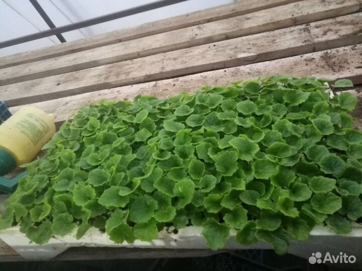 Цинерария. Сеянцы на доращивание к 8 марта