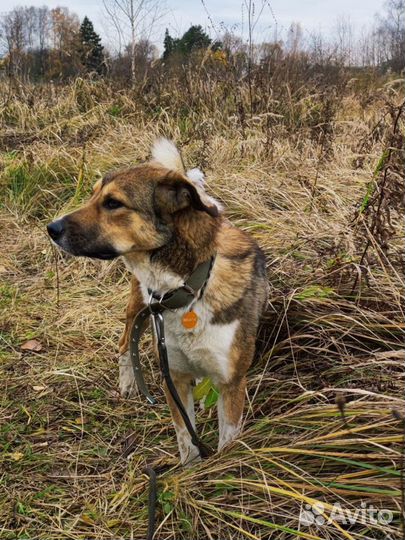 Умнейшая собака Пуня