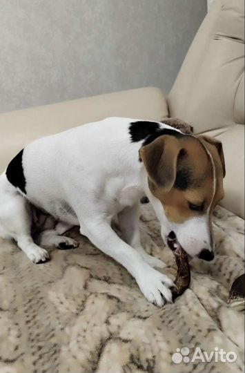 Сушёные лакомства для собак