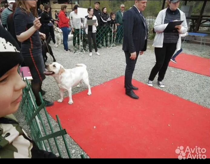 Вязка лабрадор