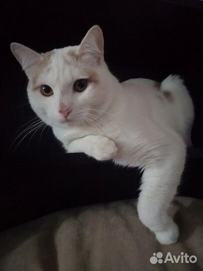 Кошка