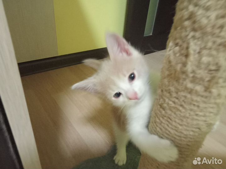 Отдам котика