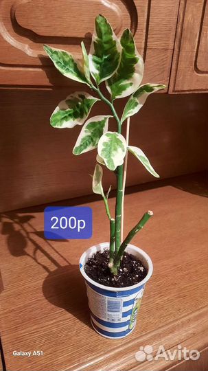 Педилантус