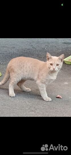 Котик с янтарными глазами