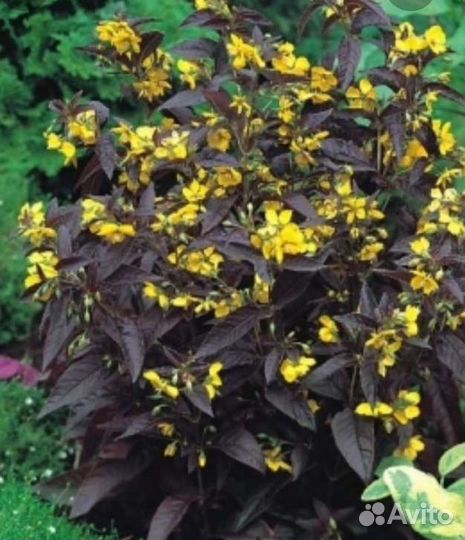 Вербейник краснолистный и обычный