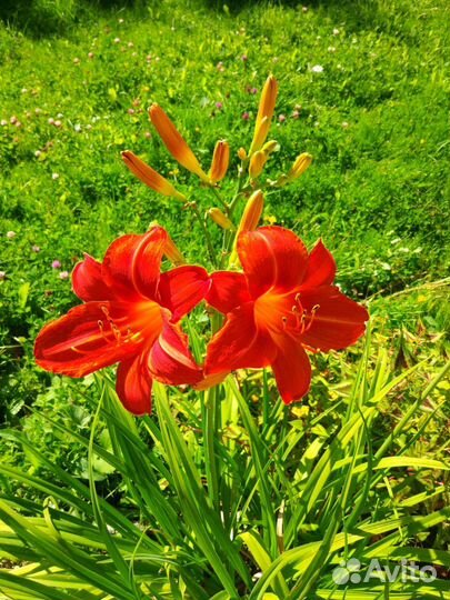 Лилейник садовые цветы