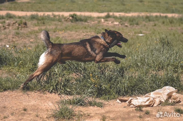 Ласковый пес Багдад ждет родителей