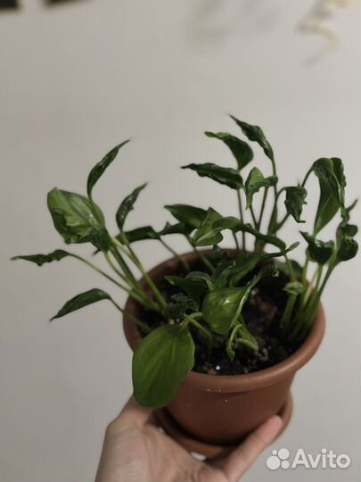 Эпипремнум годзила