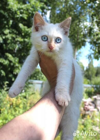 Котята мальчики 3 мес