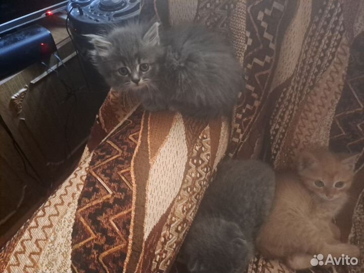 Котята в добрые руки