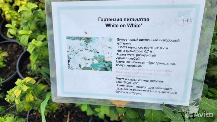 Гортензия пильчатая 