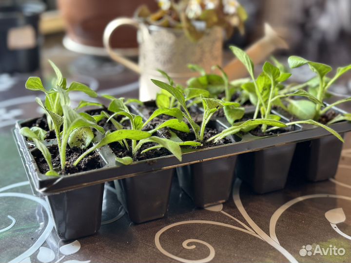 Рассада ампельной петунии