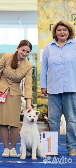 Собаки щенки