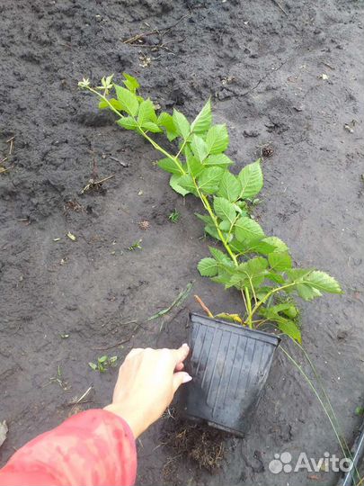 Ежевика 9сортов (саженцы, ягоды, джем)