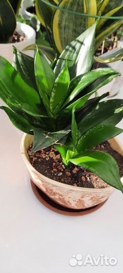 Сансевиерия сортовая ханни Денис