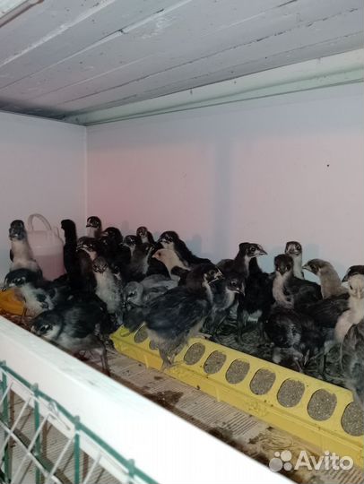 Домашние куриные яйца