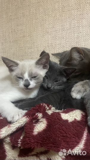 Котята метисы русских голубых