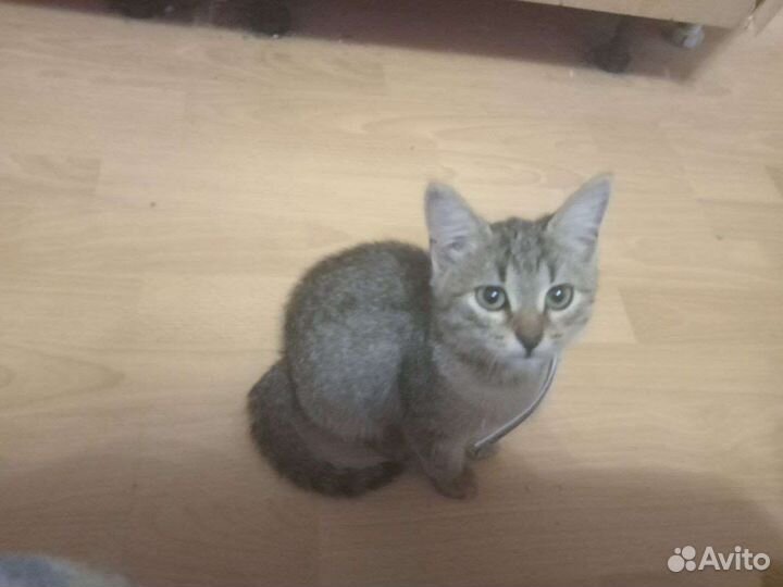 Котенок породистый