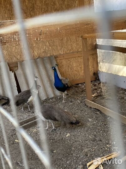 Павлины фазаны