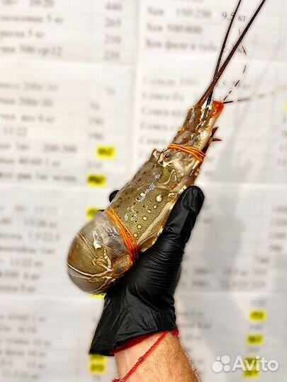 Лангусты и морепродукты