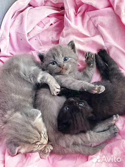 Отдам в добрые руки