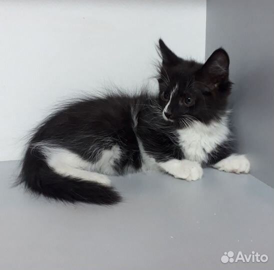 Кошка в дар бесплатно