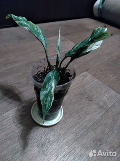 Спатифиллум джемени