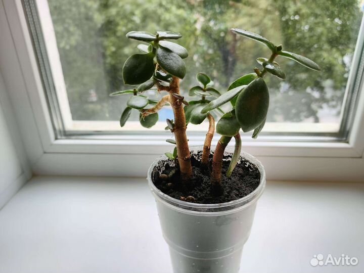 Денежное дерево