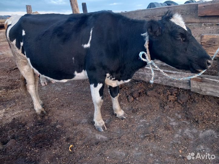 Продам коров