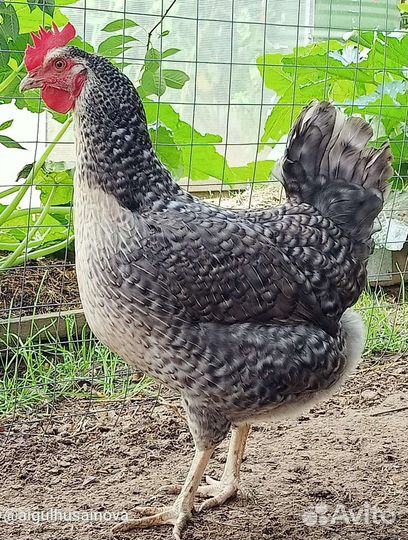 Борковская барвистая семья, молодые петушки