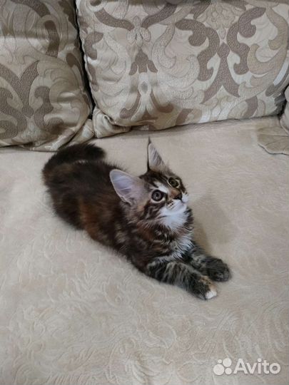 Котята Мейн-Кун