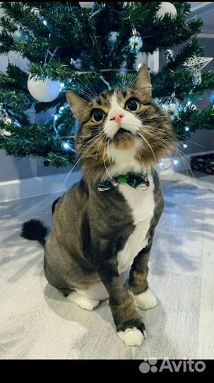 Стрижка кошек и собак