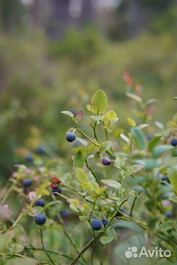 Черника свежая