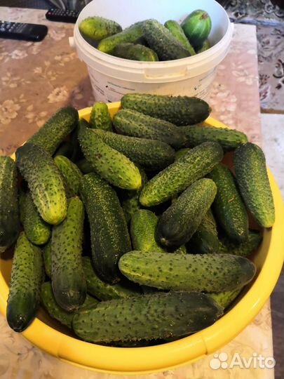 Огурцы свежие домашние