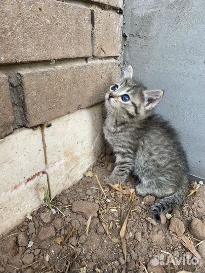 Котята в добрые руки даром