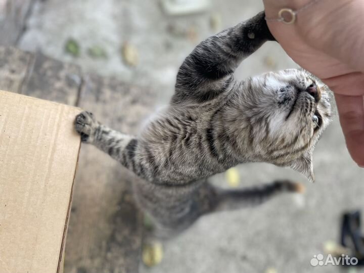 Котенок