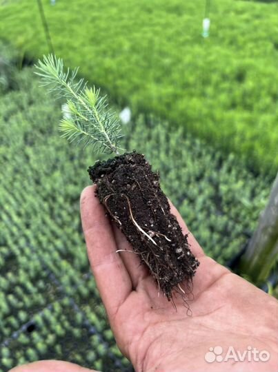 Сосна сеянцы с зкс и окс Лиственница Ель Кедр