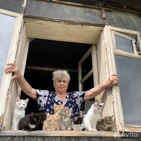 Отдам бесплатно