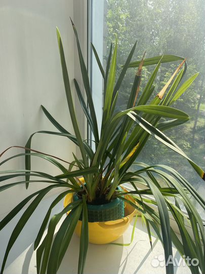 Цветок алоэ вера