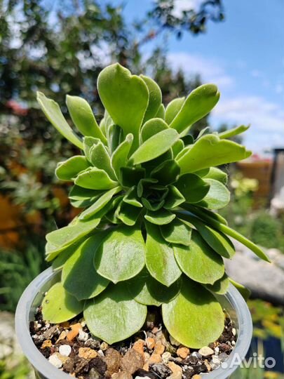 Эониум Гоблин